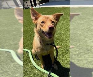 German Shepherd Dog-Unknown Mix Dogs for adoption in Baytown, TX, USA
