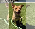 Small German Shepherd Dog Mix
