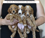 Small #4 Goldendoodle (Miniature)