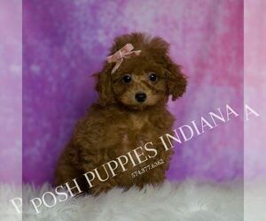 Medium Poodle (Miniature)