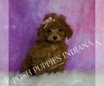 Puppy Tiny Battina Poodle (Miniature)