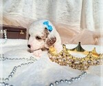 Small Photo #79 Goldendoodle (Miniature) Puppy For Sale in GASTONIA, NC, USA