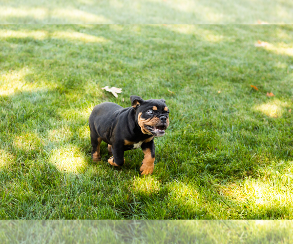 Medium Photo #6 English Bulldog-Olde English Bulldogge Mix Puppy For Sale in MILFORD, IN, USA