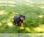 Small #5 English Bulldog-Olde English Bulldogge Mix