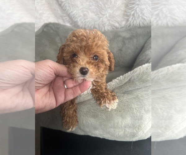 Medium Photo #7 Poodle (Toy) Puppy For Sale in NILES, MI, USA