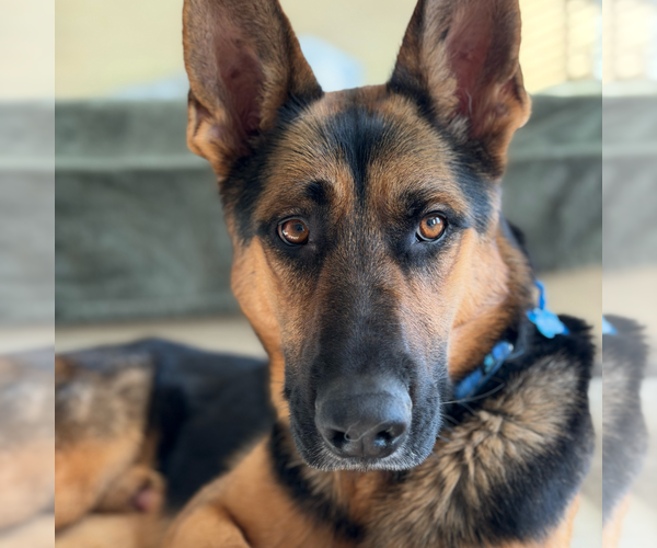Medium Photo #9 German Shepherd Dog-Unknown Mix Puppy For Sale in Washington, DC, USA