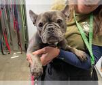 Small French Bulldog