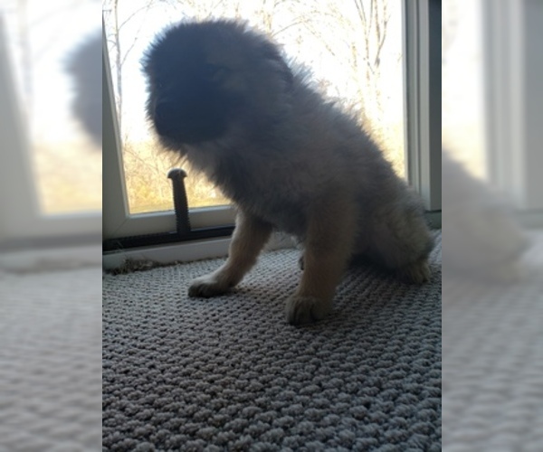 Medium Photo #1 Keeshond Puppy For Sale in WANAQUE, NJ, USA