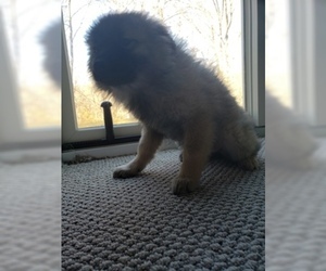 Keeshond Puppy for sale in WANAQUE, NJ, USA