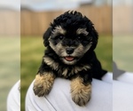 Puppy Puppy 4 Maltipoo