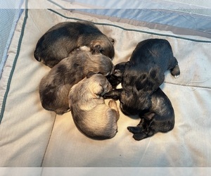 Schnauzer (Miniature) Litter for sale in COLUMBUS, IN, USA
