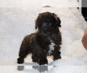Poodle (Toy) Puppy for sale in DYERSBURG, TN, USA