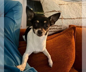 Lola - ADOPTION IN PROCESS - Female Chihuahua-Unknown Mix Dog for Adoption - Photo #4