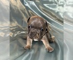 Puppy Male pooh French Bulldog