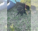 Small Photo #4 Labrador Retriever Puppy For Sale in WALLER, TX, USA