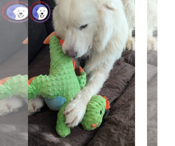 Medium Photo #3 Great Pyrenees Puppy For Sale in Spring, TX, USA