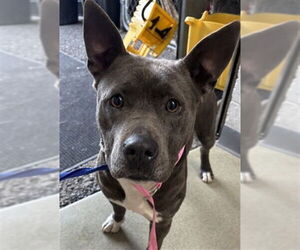 Mutt Dogs for adoption in San Bernardino, CA, USA