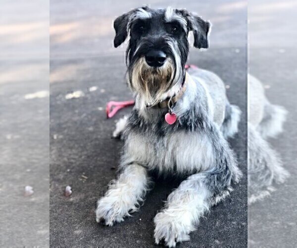 Medium Photo #1 Schnauzer (Giant) Puppy For Sale in SAINT CLOUD, FL, USA