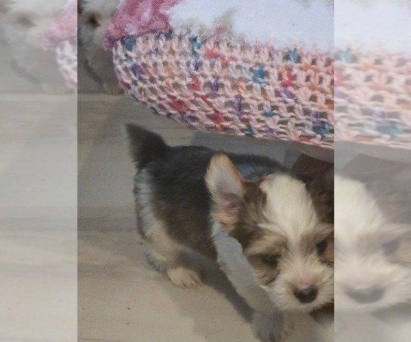 Medium Photo #4 Biewer Yorkie Puppy For Sale in MILWAUKIE, OR, USA