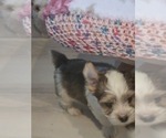 Small #3 Biewer Yorkie