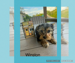 Small #10 Yorkshire Terrier