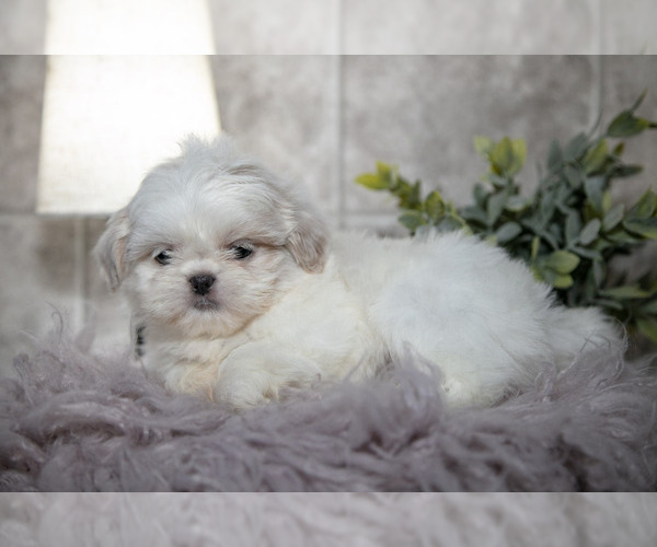 Medium Photo #2 Shih Tzu Puppy For Sale in CLARE, MI, USA