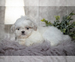 Small #1 Shih Tzu