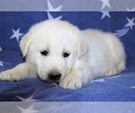 Small Photo #14 Labrador Retriever-Samoyed Mix Puppy For Sale in SUGAR CITY, ID, USA