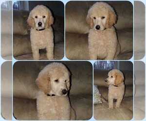 Poodle (Standard) Puppy for sale in BRONX, NY, USA