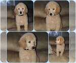 Small Photo #1 Poodle (Standard) Puppy For Sale in BRONX, NY, USA