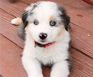 Miniature Australian Shepherd Puppy for sale in CRESTLINE, CA, USA