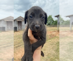 Labradoodle-Mastiff Mix Puppy for sale in DANIELSVILLE, GA, USA