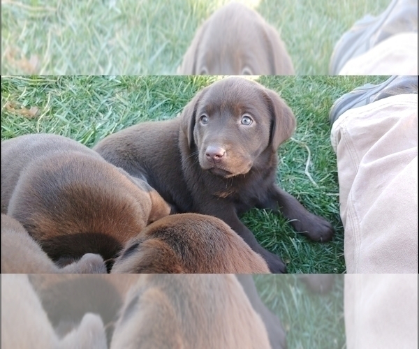 Medium Photo #3 Labrador Retriever Puppy For Sale in FREMONT, CA, USA