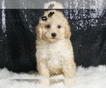 Small #6 Poodle (Miniature)