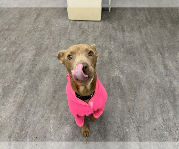 Medium Photo #3 Mutt Puppy For Sale in Plainfield, IL, USA