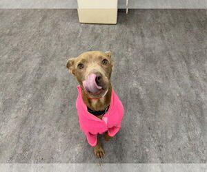 Mutt Dogs for adoption in Plainfield, IL, USA