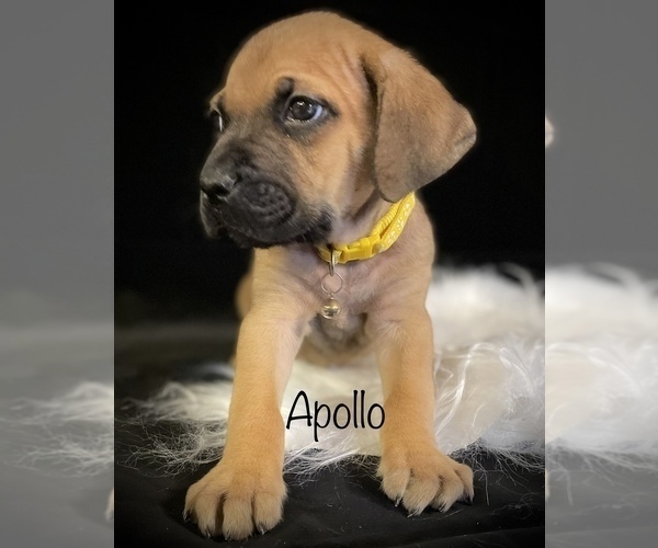 Medium Photo #3 Cane Corso Puppy For Sale in SPRING, TX, USA