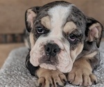 Small #11 English Bulldog