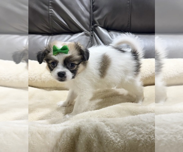 Medium Photo #6 Papillon Puppy For Sale in BELTON, MO, USA