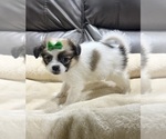Small #5 Papillon