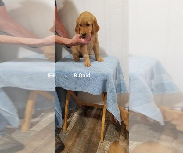 Medium Photo #1 Golden Retriever Puppy For Sale in ALLIANCE, NE, USA