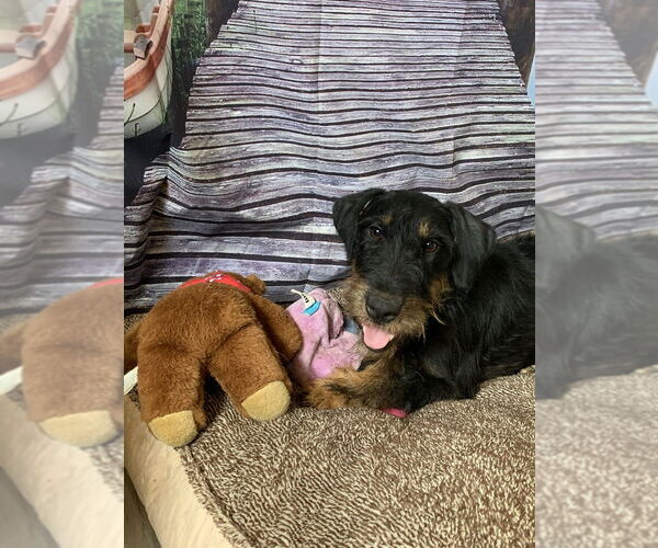 Medium Photo #7 Mutt Puppy For Sale in San Leon, TX, USA