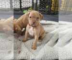 Small #2 American Pit Bull Terrier-Bulldog Mix