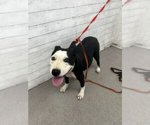 American Pit Bull Terrier-Unknown Mix Dogs for adoption in San Bernardino, CA, USA