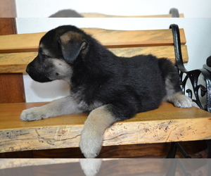 German Shepherd Dog Puppy for sale in GREENWOOD, WI, USA