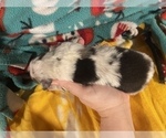 Small Photo #7 Australian Shepherd Puppy For Sale in YADKINVILLE, NC, USA