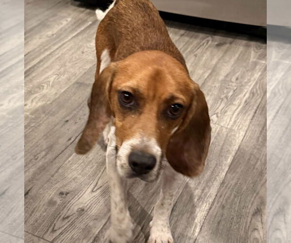Medium Photo #1 Beagle Puppy For Sale in Batavia, OH, USA