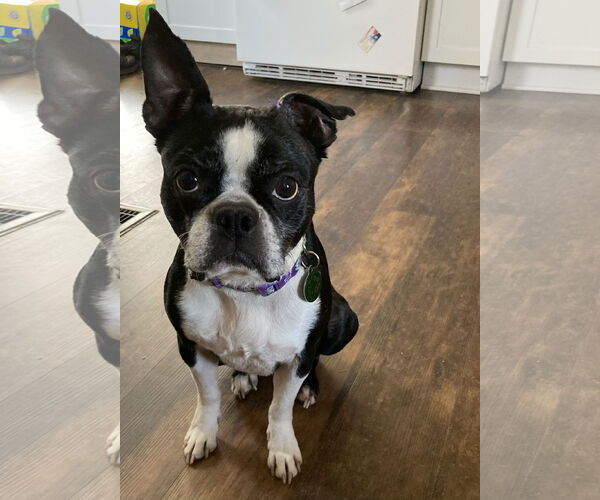 Medium Photo #8 Boston Terrier Puppy For Sale in Rootstown, OH, USA