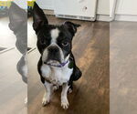 Small #7 Boston Terrier