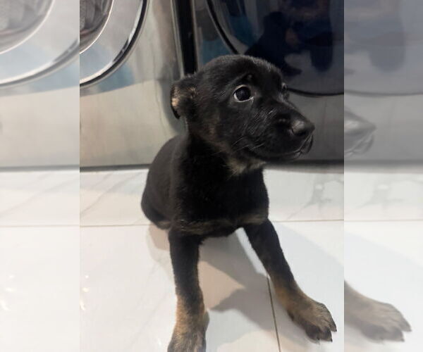 Medium Photo #3 German Shepherd Dog Puppy For Sale in HARTLAND, MI, USA